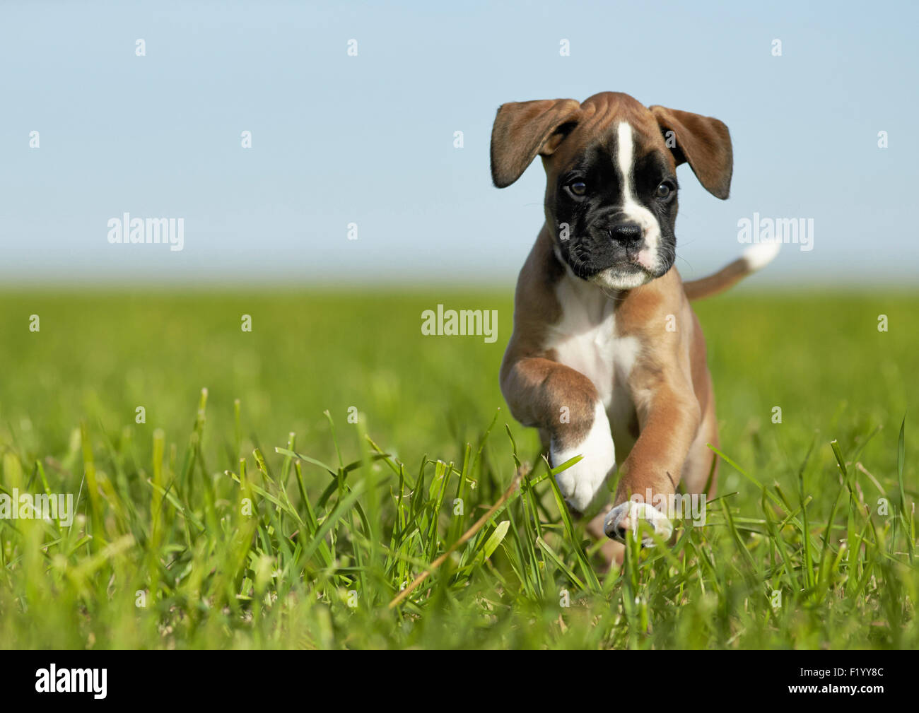 Boxer. Welpe läuft auf einer Wiese Deutschland Stockfoto