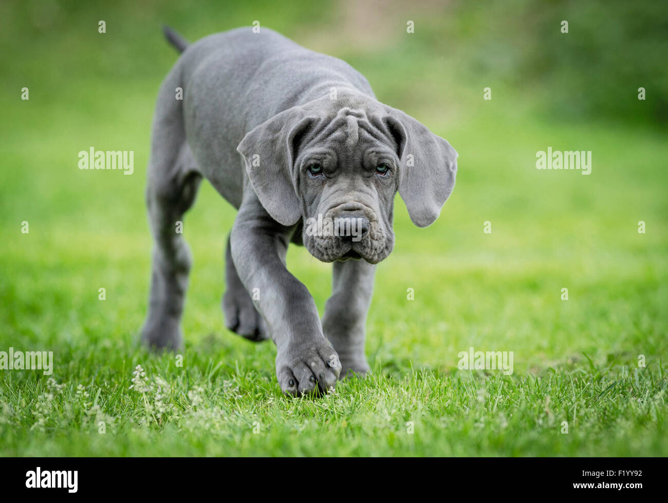 Großer Däne. Welpen gehen auf einem Rasen Deutschland Stockfoto