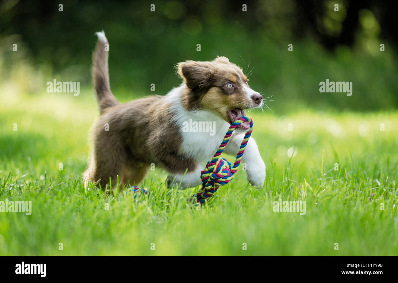 Australian Shepherd Welpen laufen Rasen beim Abrufen der bunten Seil Deutschland Stockfoto