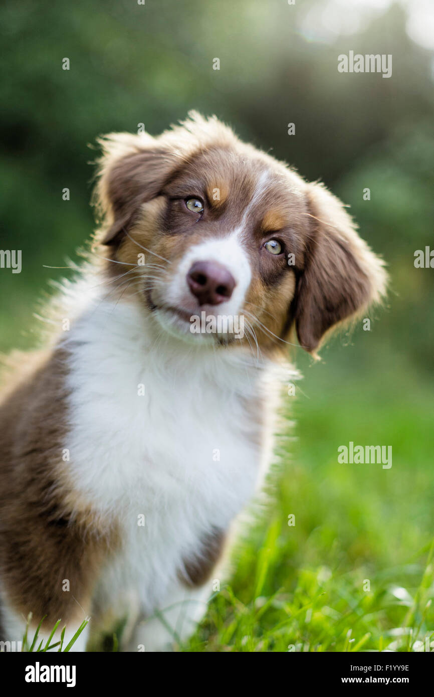 Australian Shepherd-Portrait des Welpen Whith gespannt seine Heacd Deutschland Stockfoto