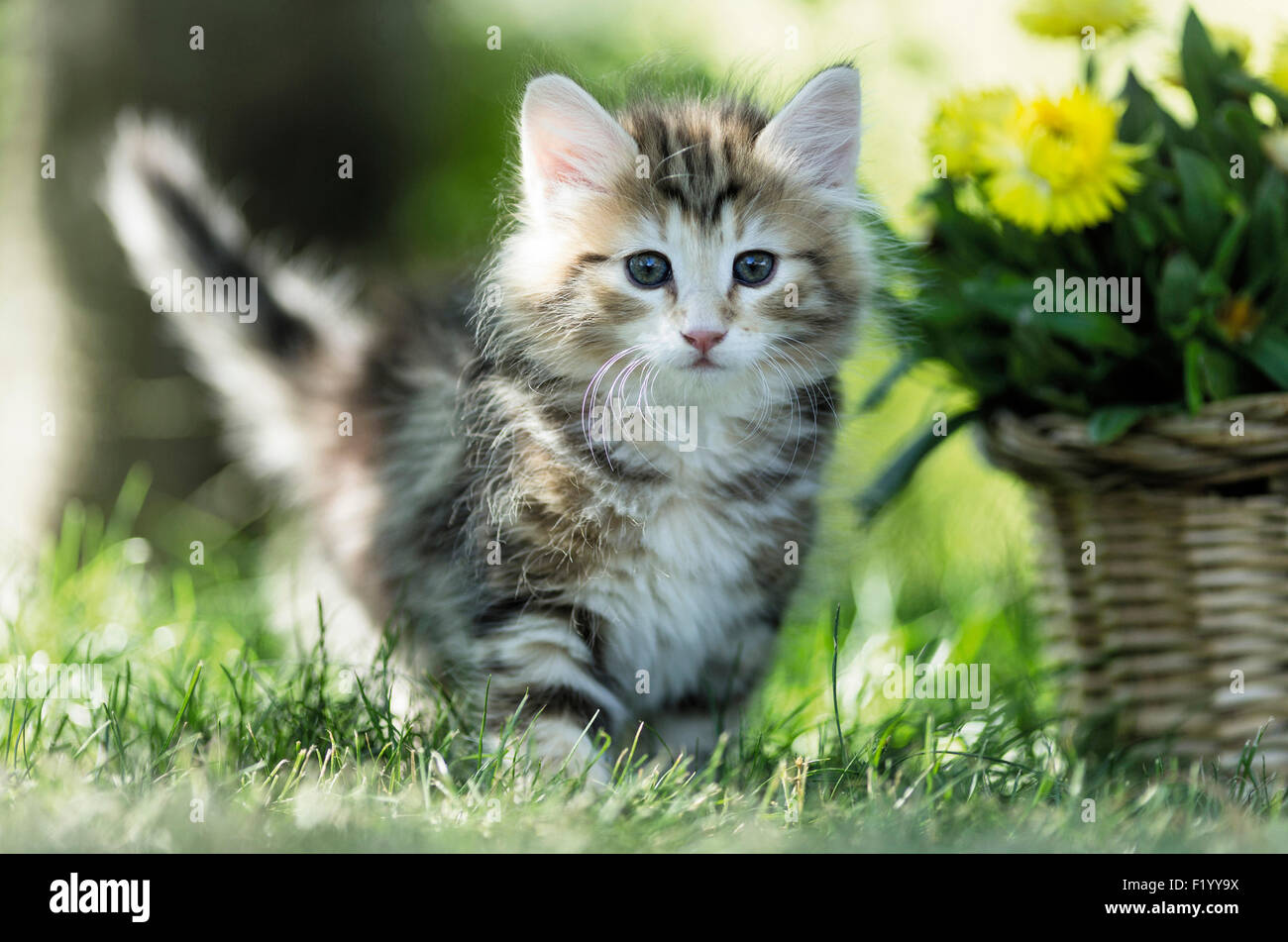 Norwegische Wald Katze Tabby Kitten zu Fuß Rasen neben Weidenkorb gelb Stroh Gänseblümchen Deutschland Stockfoto