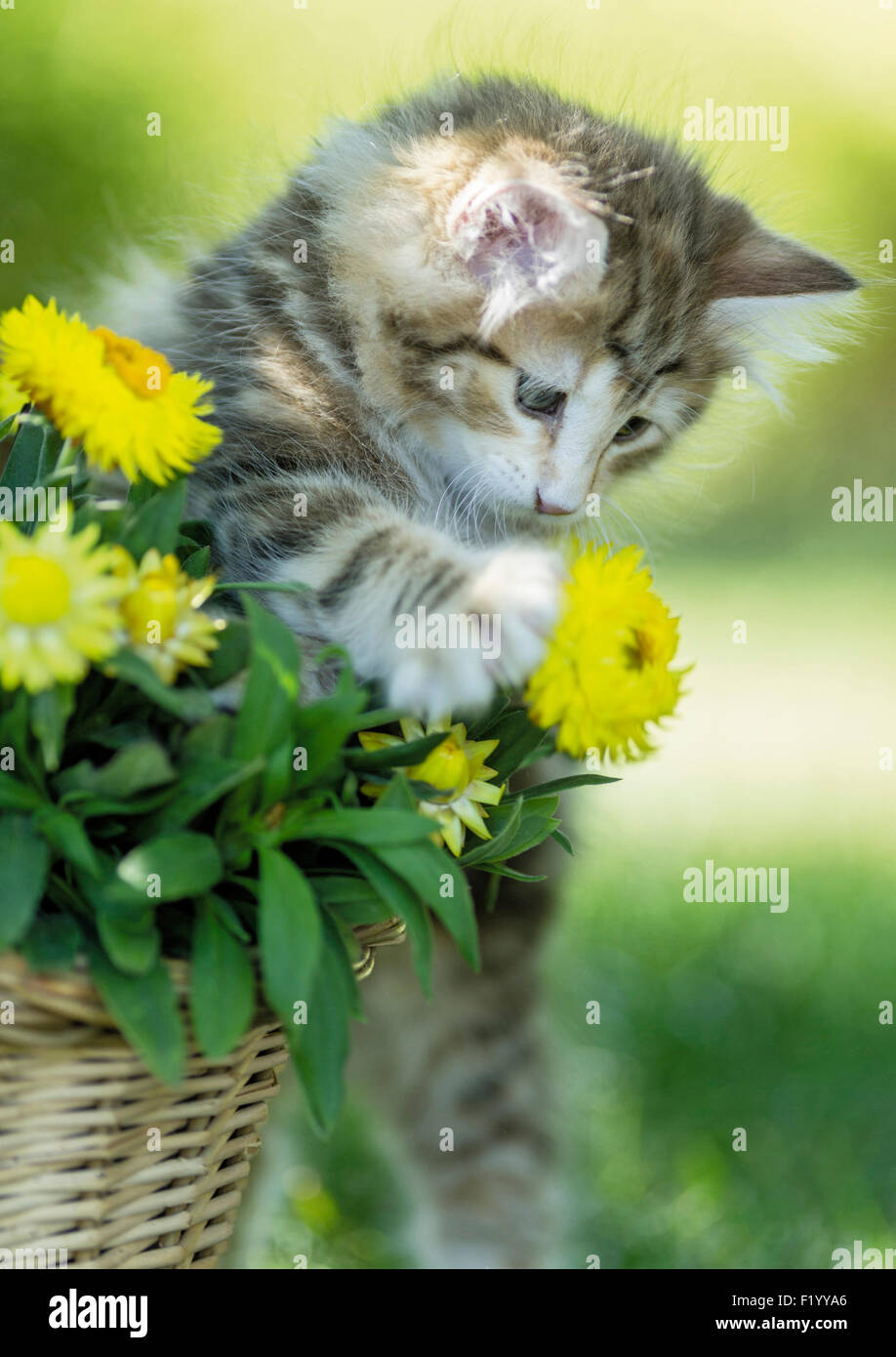 Norwegische Wald Katze Tabby Kitten berühren sanft Stroh Daisy Korb Deutschland Stockfoto