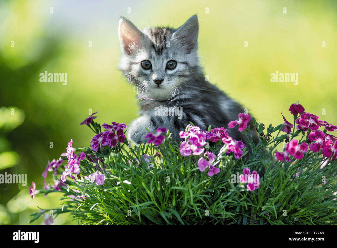 Norwegische Wald Katze Tabby Kitten berühren sanft rosa Blumen Deutschland Stockfoto