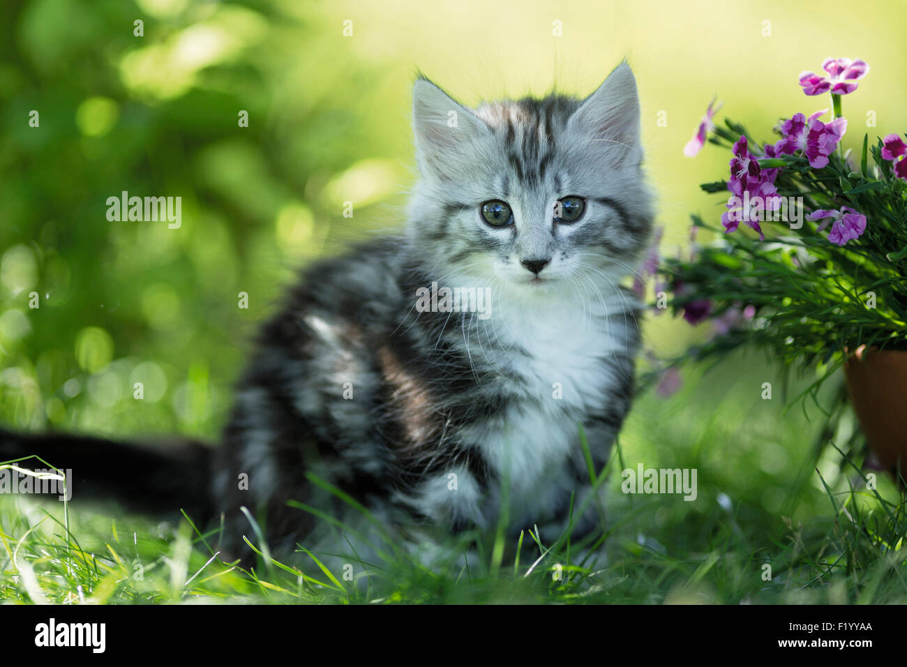 Norwegische Wald Katze Tabby Kätzchen sitzt neben Blüte rosa grass Deutschland Stockfoto