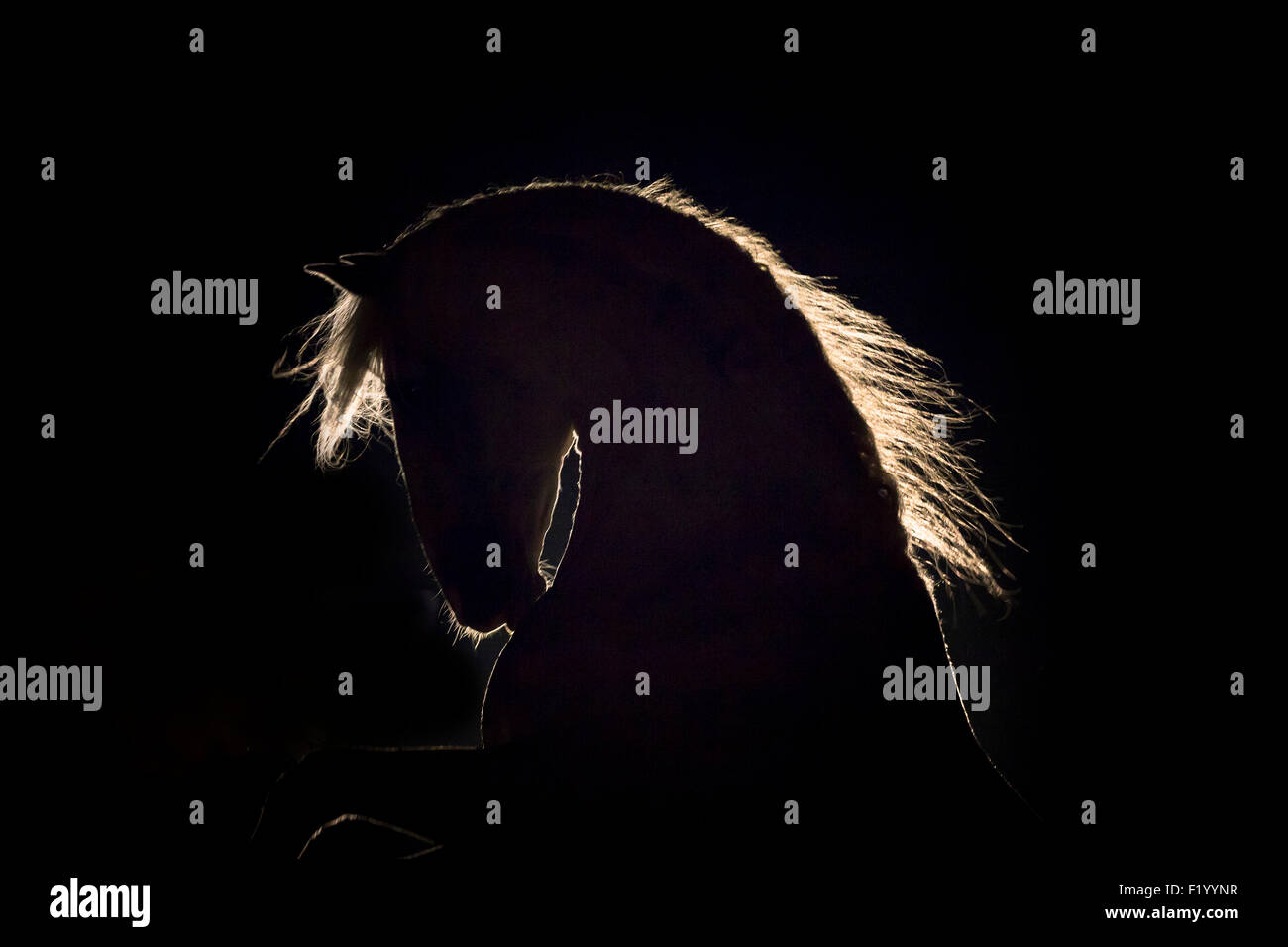 Ändern Sie echtes Porträt von Hengst Hintergrundbeleuchtung gesehen vor schwarzem Hintergrund Deutschland Stockfoto