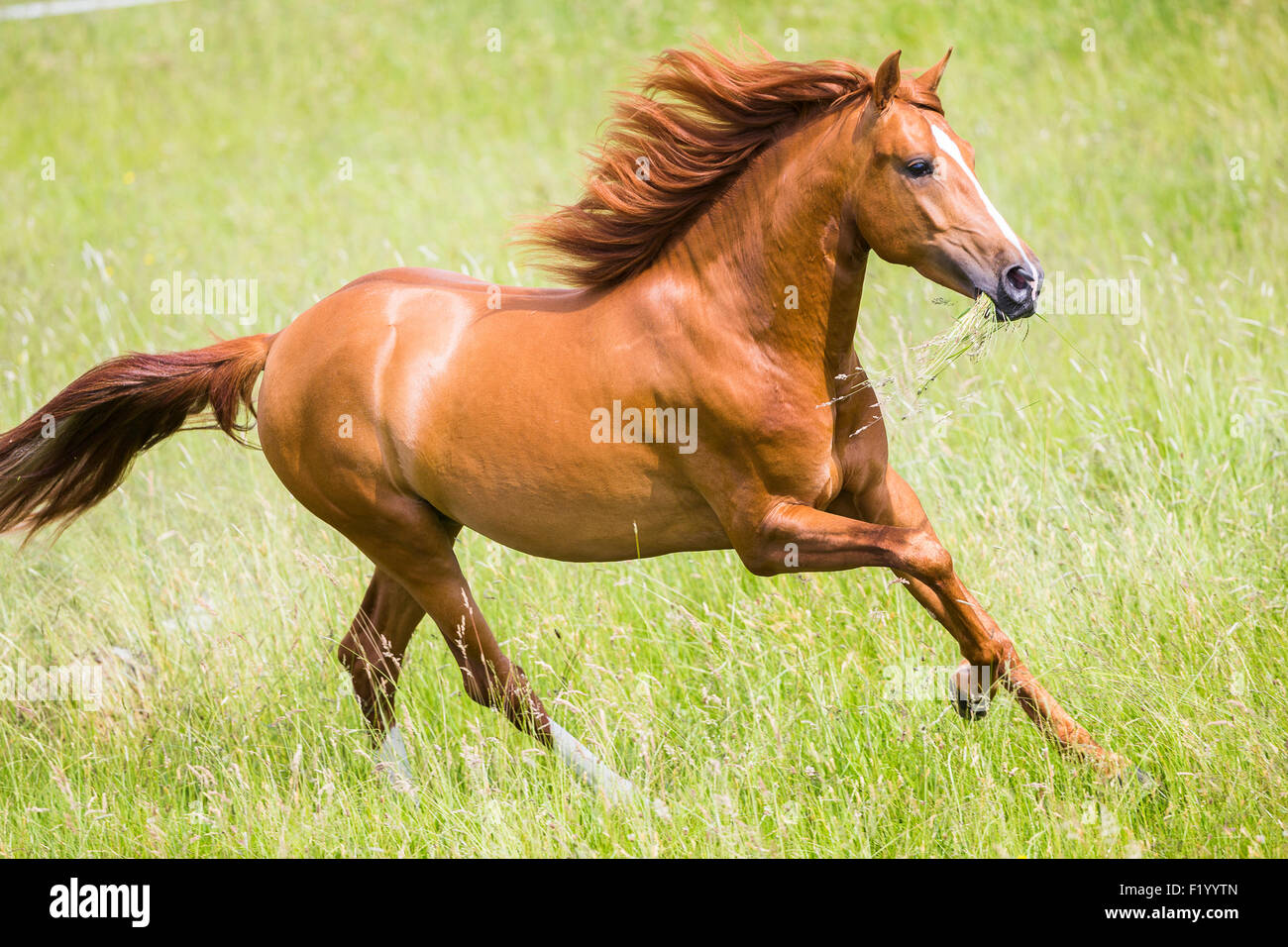 Cross-Breed Spanisch Rosskastanie Cruzado Hengst galoppierenden Weide Deutschland Stockfoto