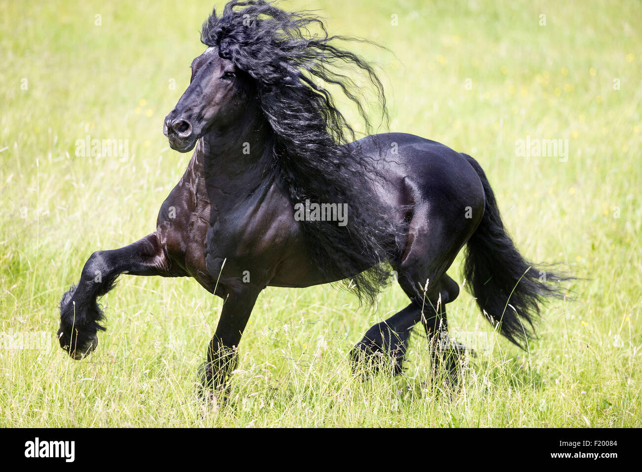 Friesische Pferd schwarzer Hengst Traber Weide Deutschland Stockfoto