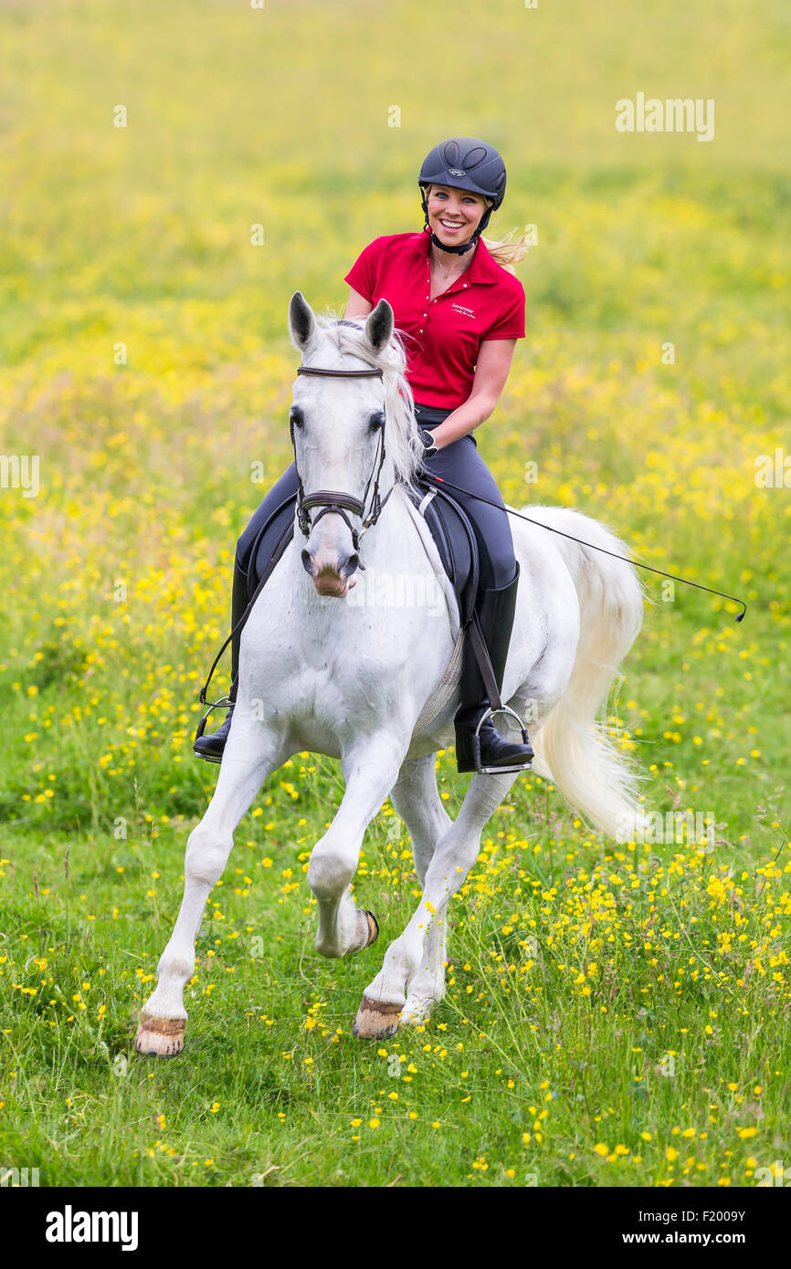Lipizzaner Pferd grau Wallach Reiter im Galopp blühenden Wiese Deutschland Stockfoto