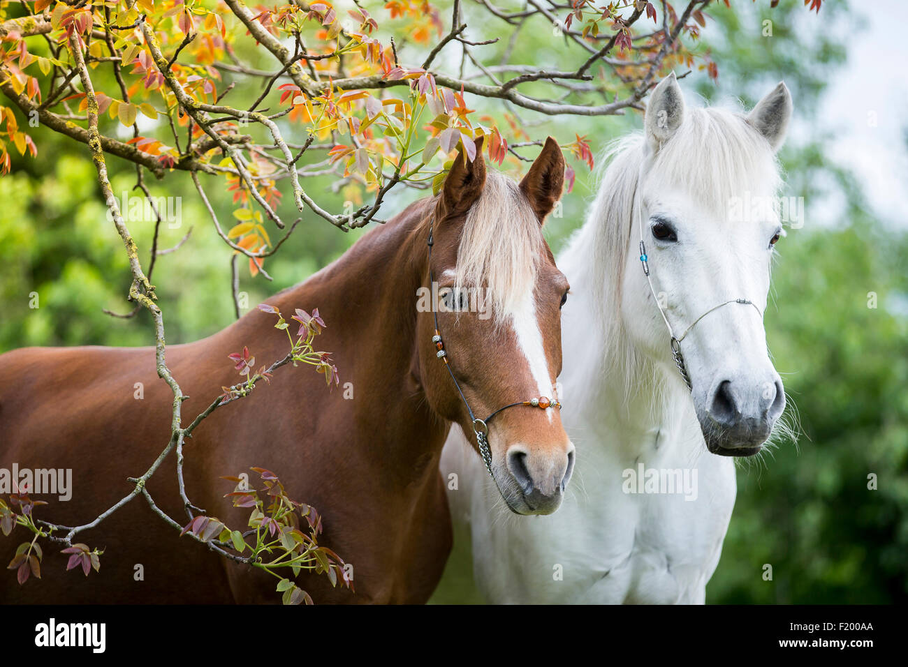 Paso Fino und Aegidienberger Stute stehen unter Baum Frühling Österreich Stockfoto