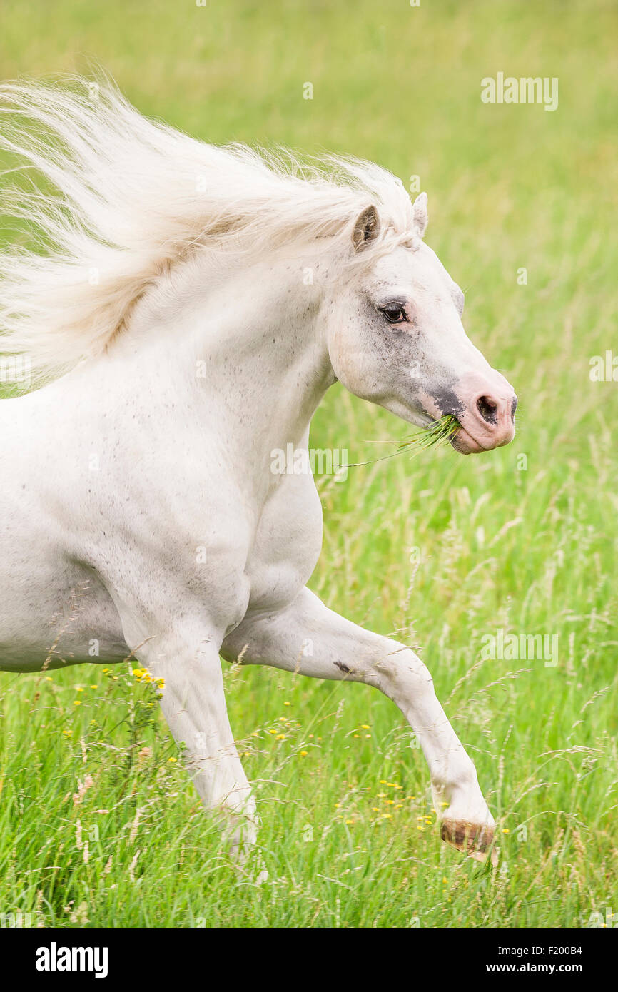 Welsh Mountain Pony Abschnitt grau Hengst galoppierenden Weide Deutschland Stockfoto