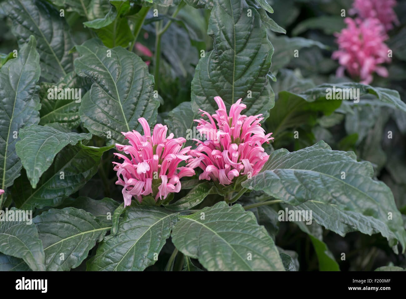 Brasilianische Fahne Blume, Flamingo-Blume oder Jacobinia: Justicia Carnea Stockfoto