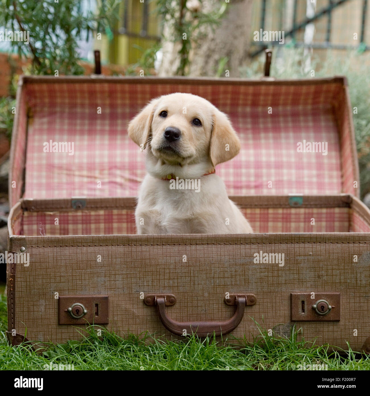 Labrador Retriever, gelbe Welpen Stockfoto