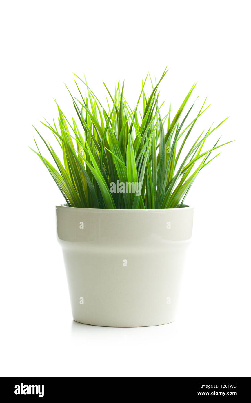 dekorative grüne Rasen im Blumentopf auf weißem Hintergrund Stockfoto