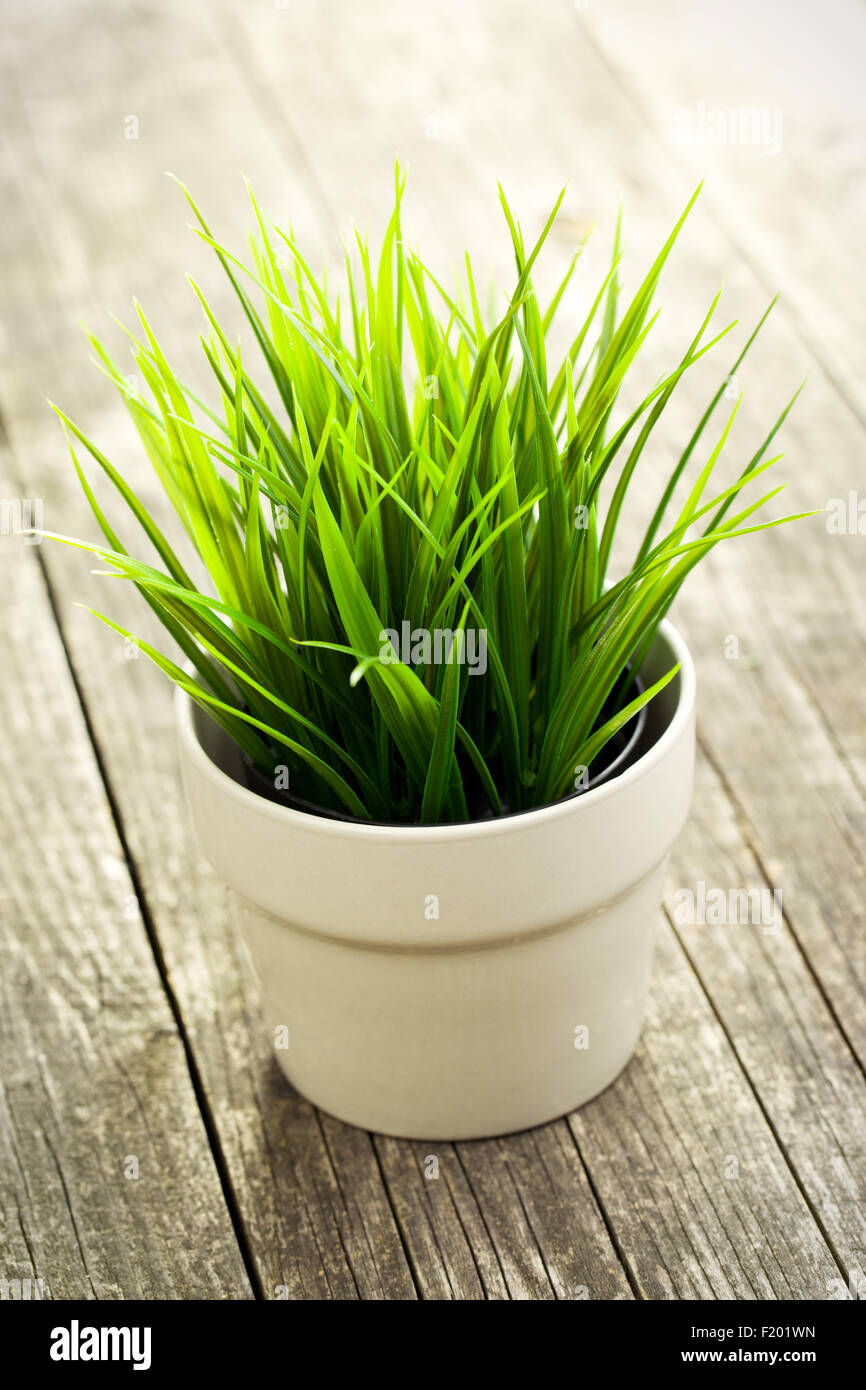 dekorative grüne Rasen im Blumentopf auf alten Holztisch Stockfoto