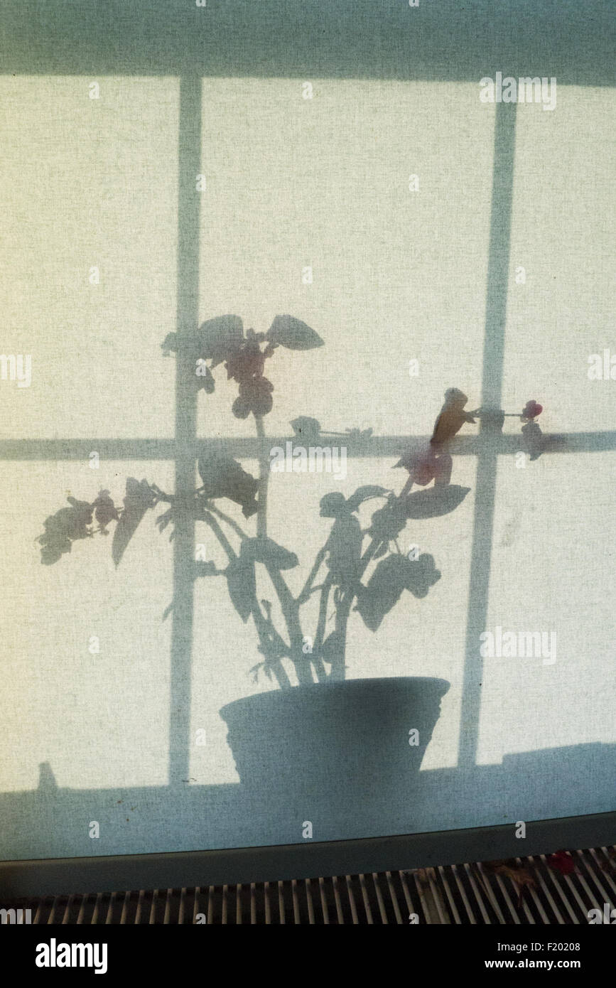 Pflanzen Sie in einen Topf Silhouette auf ein Blind mit Fensterscheiben. Suffolk, England Stockfoto