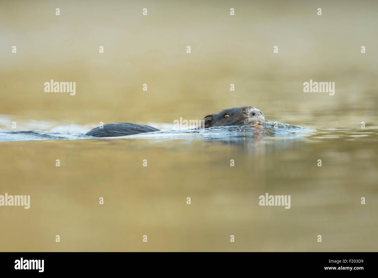 Nutrias / River Ratte / Nutria (Biber brummeln) schwimmt in Eile durch schön gefärbtem Wasser. Stockfoto
