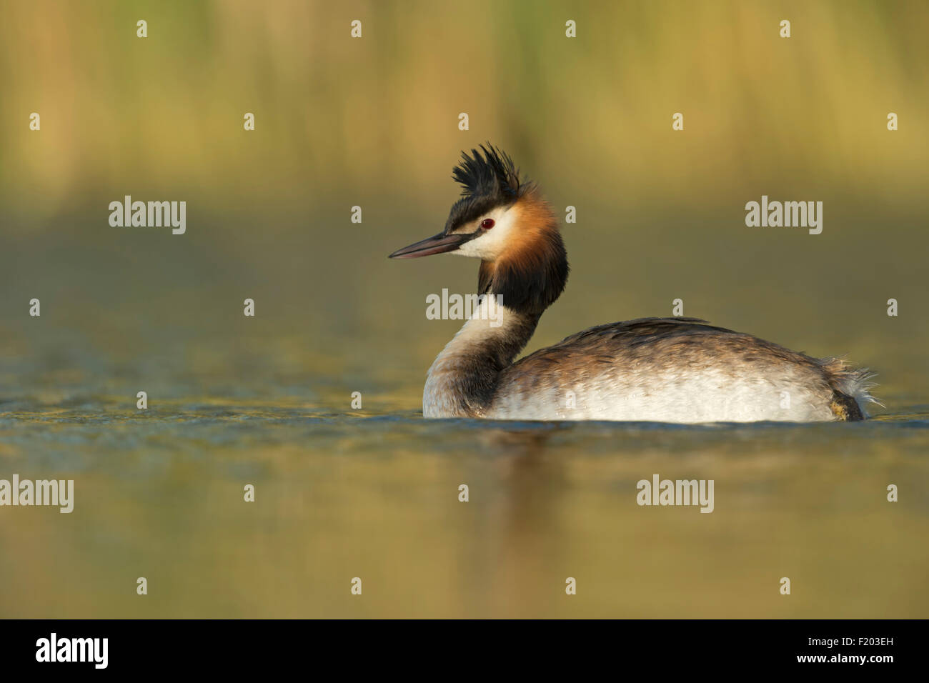 Der Haubentaucher ( Podiceps cristatus ) schwimmt auf einem natürlichen Gewässer im letzten Licht des Tages, Tierwelt, Europa. Stockfoto