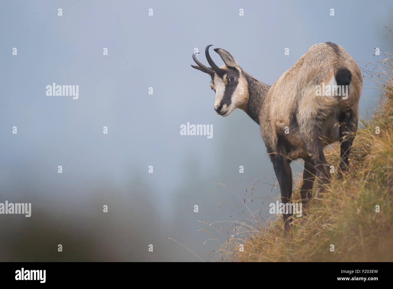 Rupicapra Rupicapra / Chamois / Alpine Chamois / Gams steht an einem steilen Hang vor einem schönen sauberen Hintergrund. Stockfoto