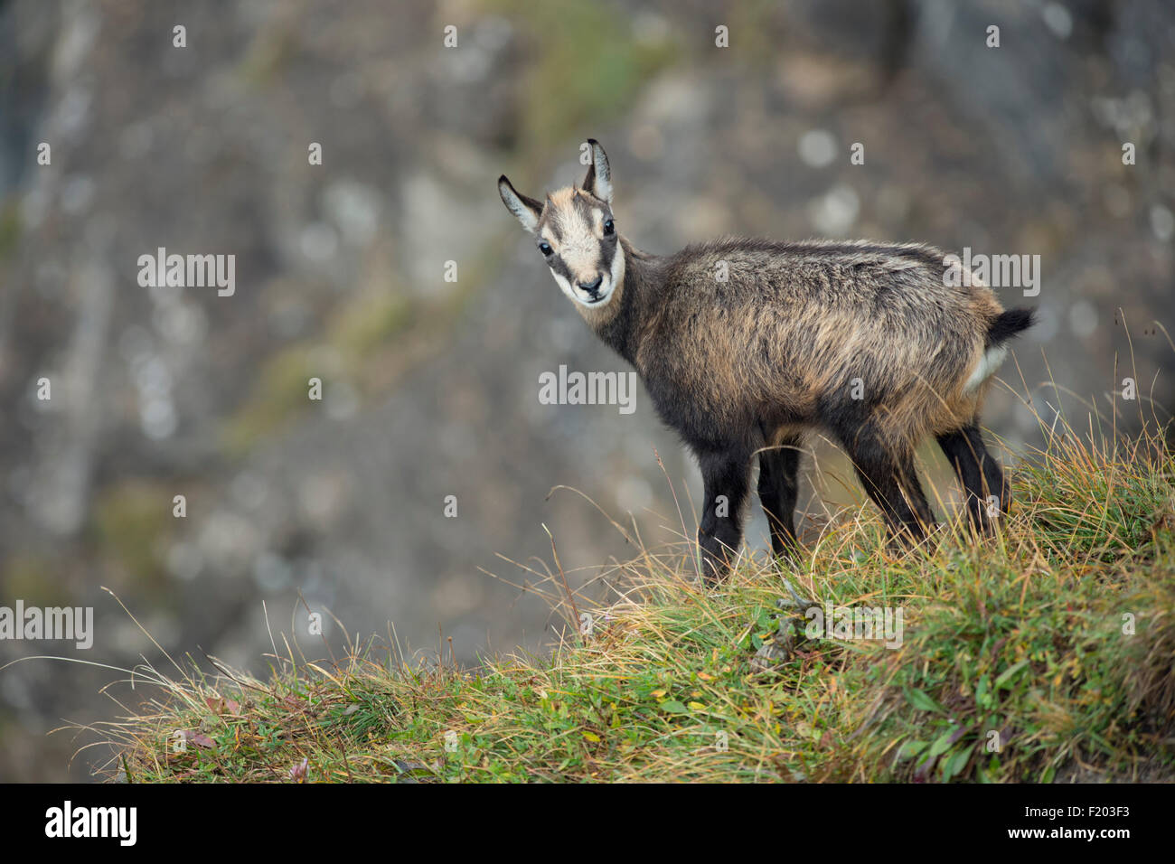 Junge AlpenGämse / Gämse / Rupicapra rupicapra / Gams / Gämse, Jährling, Rückblick vor einem typischen Hintergrund, Tierwelt, Europa. Stockfoto