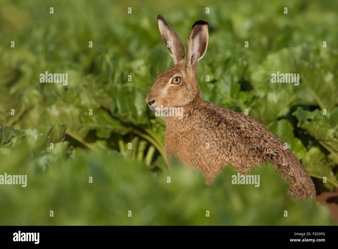 Lepus Europaeus / braune Hare / Europäische Hasen / Hase / Feldhase / Hase sitzt im Bereich der Rüben. Stockfoto