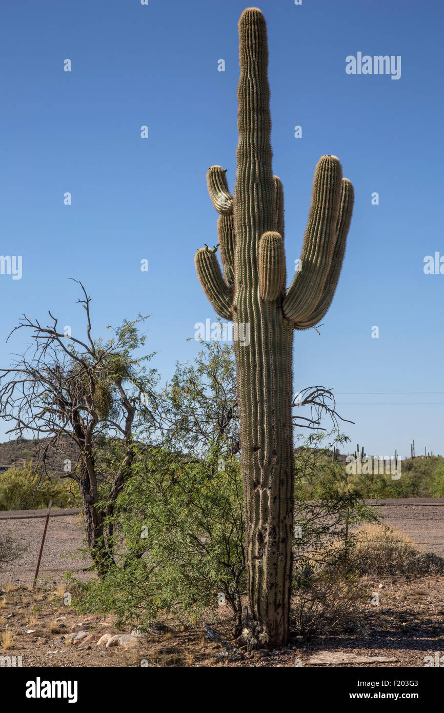 Desert Saguaros, Scottsdale, Arizona Stockfoto