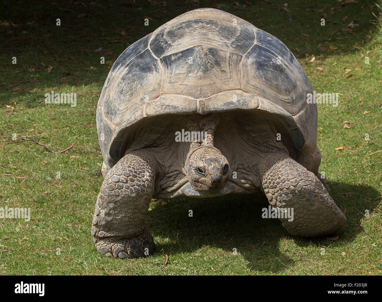 Riesenschildkröte an Cotswold Wildlife Park, Burford, Oxfordshirw, England Stockfoto