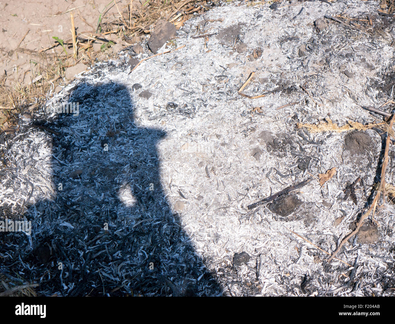 Die Asche Hintergrund und Schatten. Stockfoto