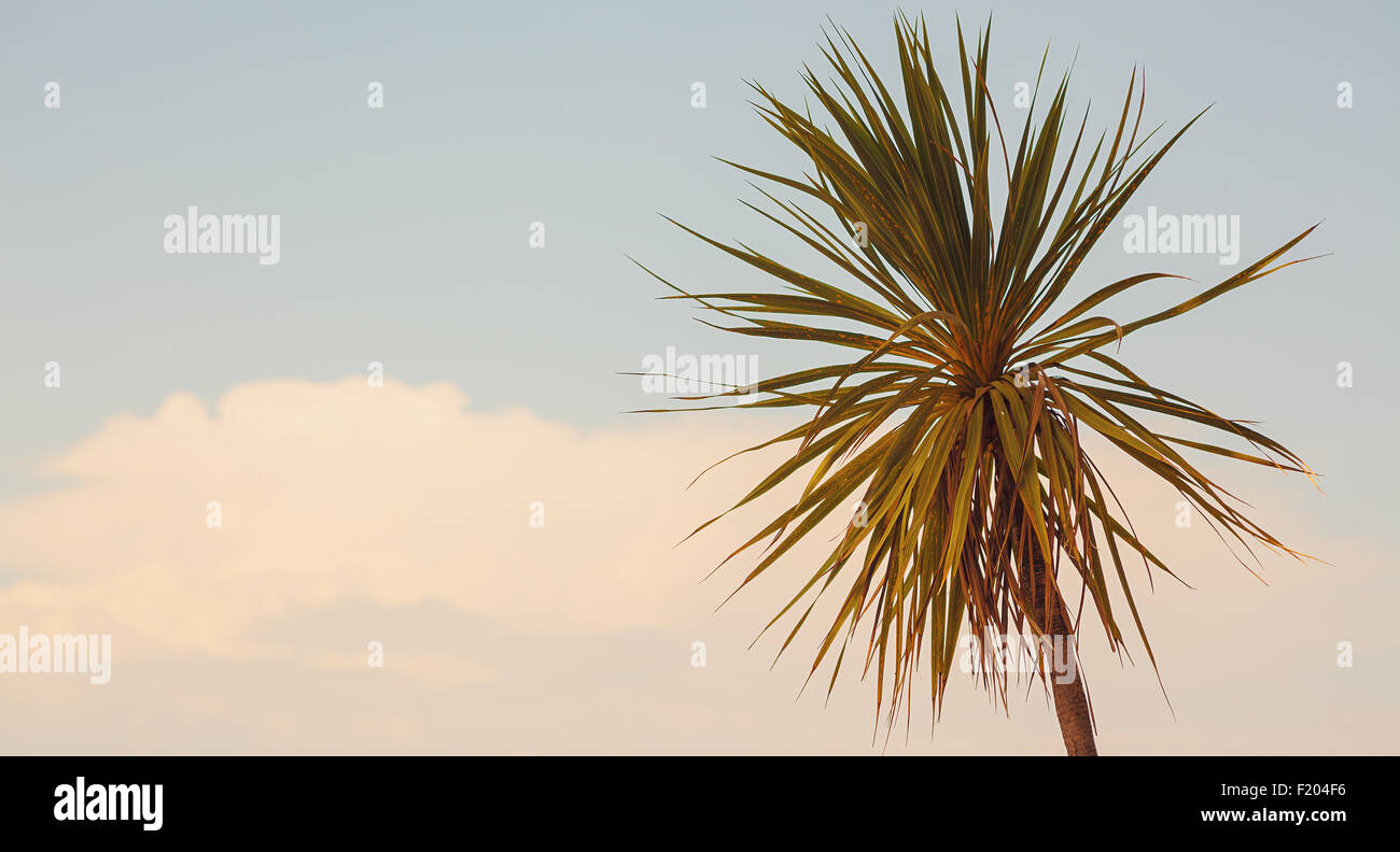 Baumkrone einer Palme, einfachen Hintergrund, klarer Himmel mit ein wenigen Wolken. Stockfoto