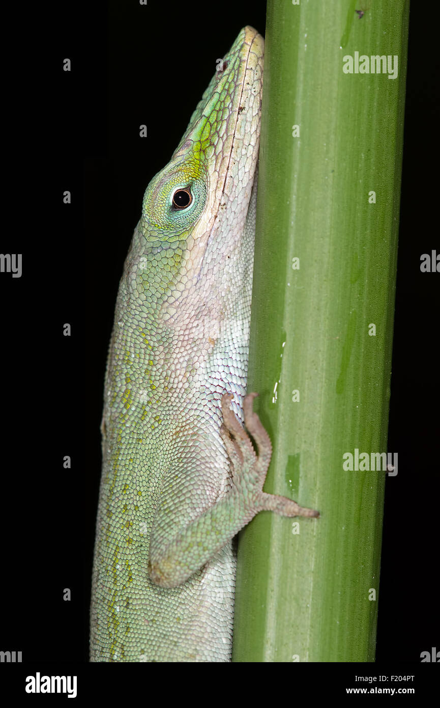 Anole Eidechse (Anolis Carolinensis) Stockfoto