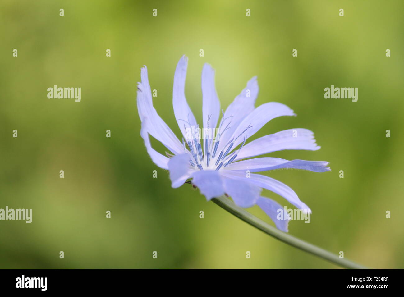 Gemeinsamen Chicorée, Cichorium Intybus, ist eine etwas holzig, mehrjährige krautige Pflanze in der Regel mit leuchtend blauen Blüten. Stockfoto