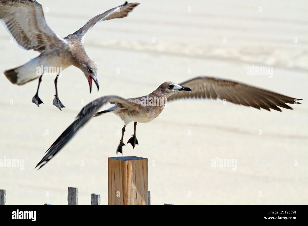 Möwen jagen einander am Strand von Point Pleasant, New Jersey, USA Stockfoto