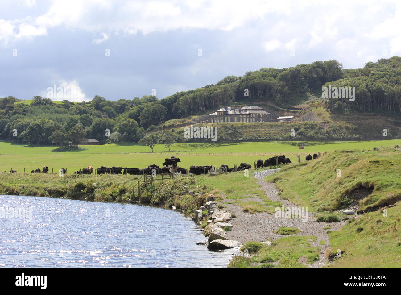 Eine Aussicht auf Tan y Bwlch Landgut in der Nähe von Aberystwyth mit Welsh black Rinder Weiden entlang des Flusses Ystwyth Wales UK Stockfoto