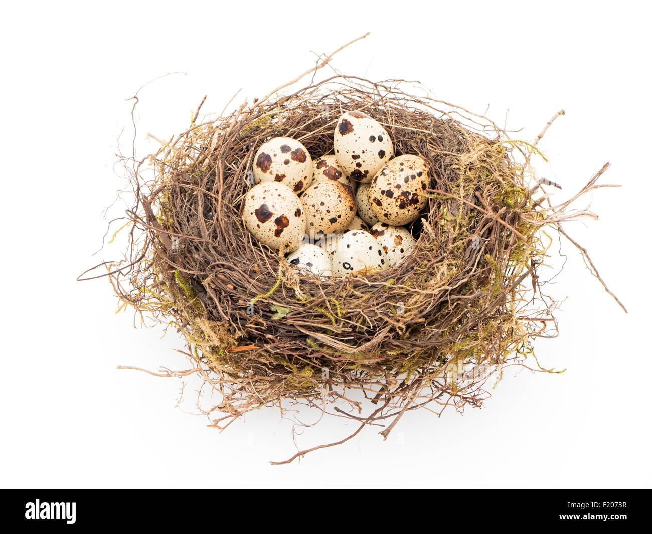 Nest Mit Wachteleiern Stockfoto