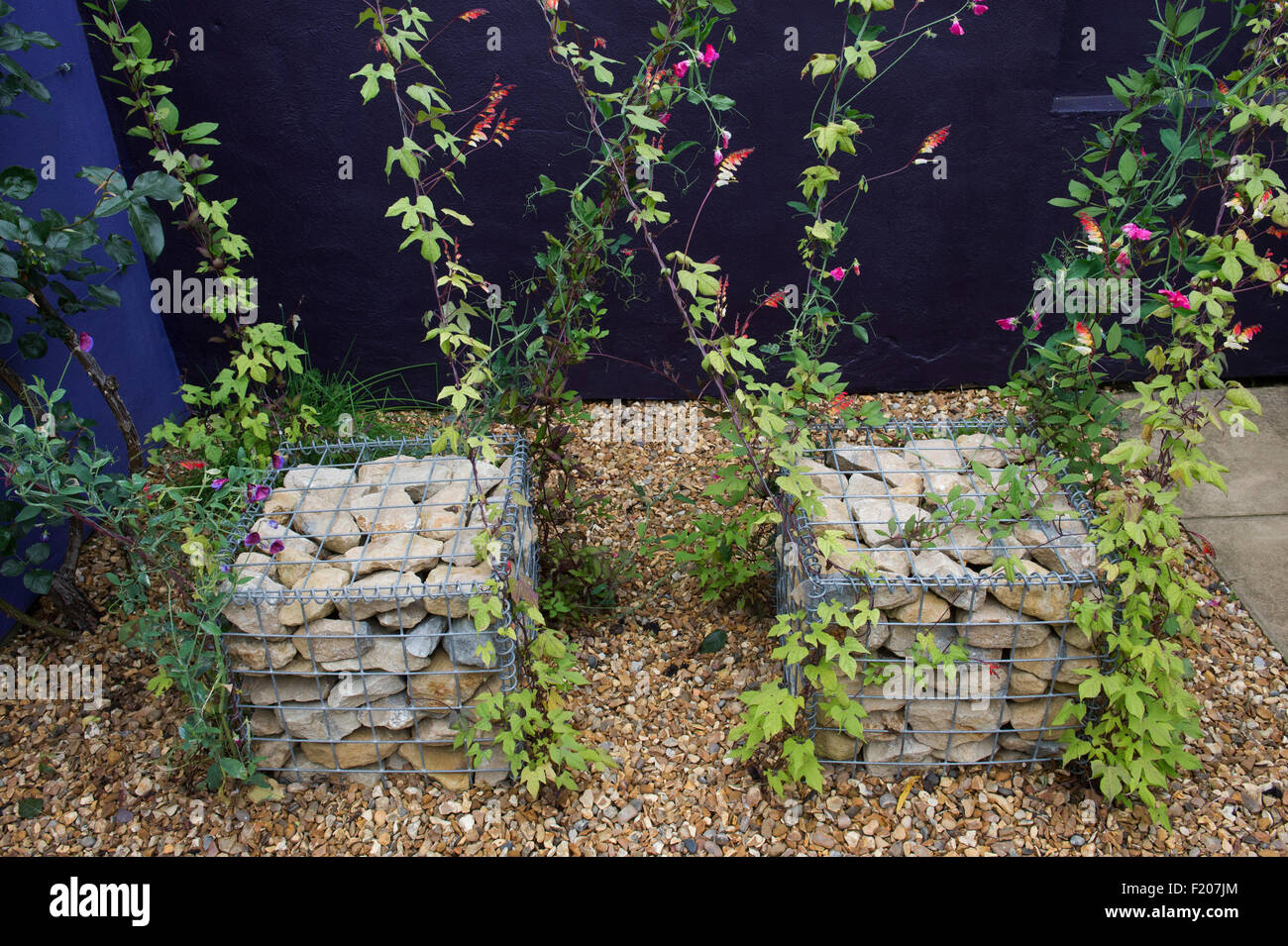 Ipomoea Lobata Feuerwerkskörper Rebe und süßen Erbsen wachsen auf Drähte aus Stein Garten Käfige. RHS Harlow Carr, Harrogate, UK Stockfoto