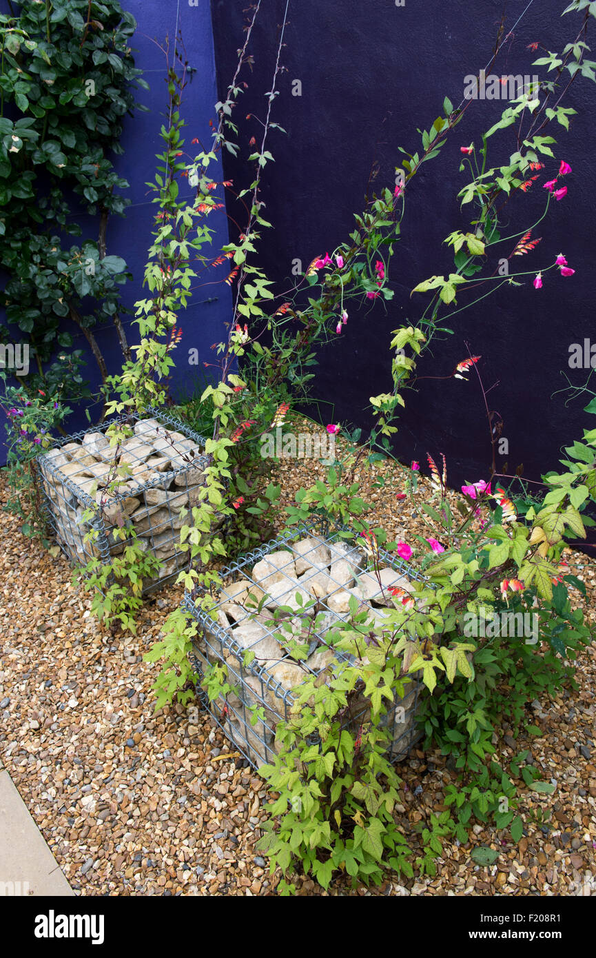 Ipomoea Lobata Feuerwerkskörper Rebe und süßen Erbsen wachsen auf Drähte aus Stein Garten Käfige. RHS Harlow Carr, Harrogate, UK Stockfoto