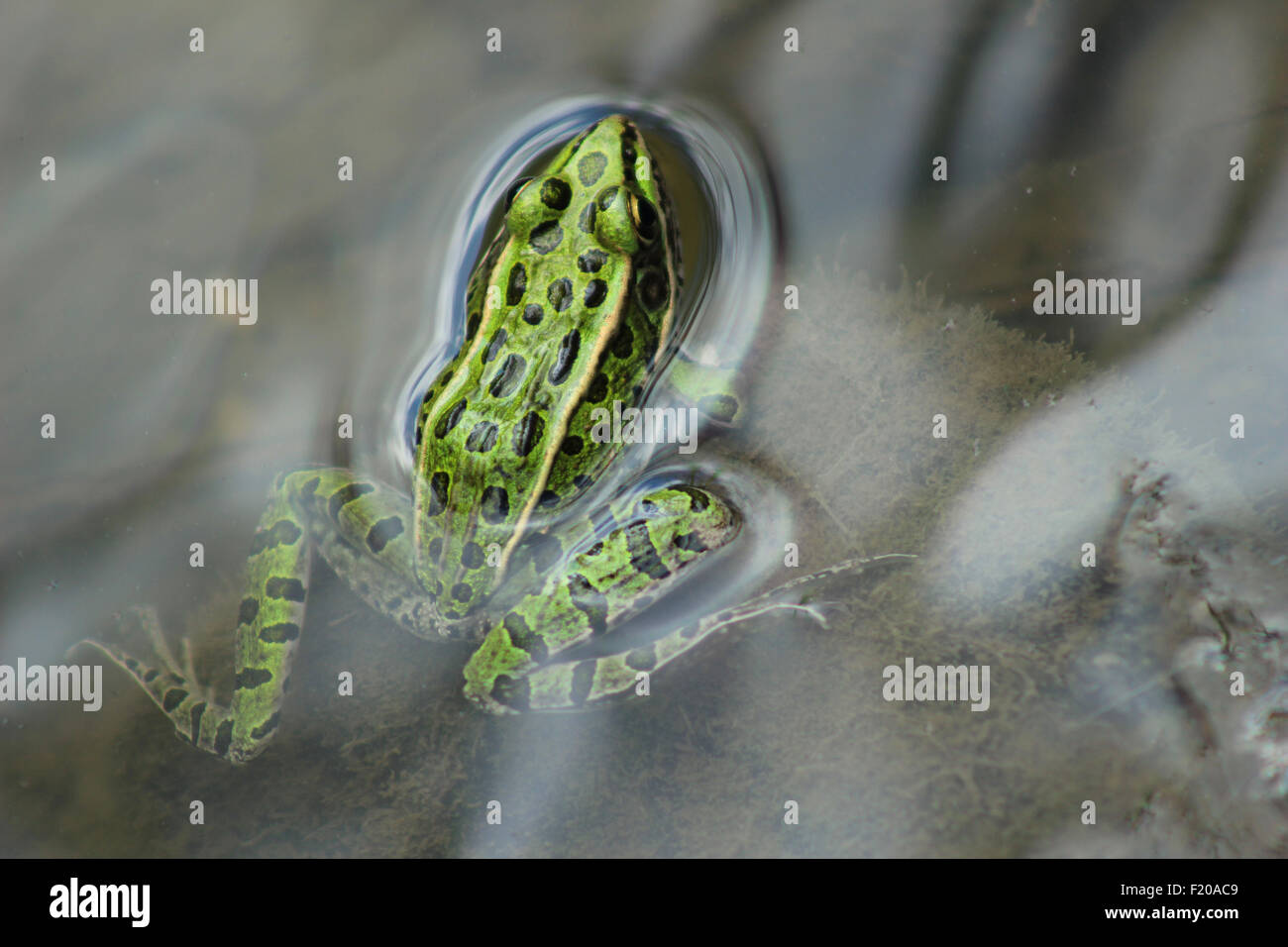 Ein Frosch in einem Sumpf in Morden, Manitoba, Kanada Stockfoto