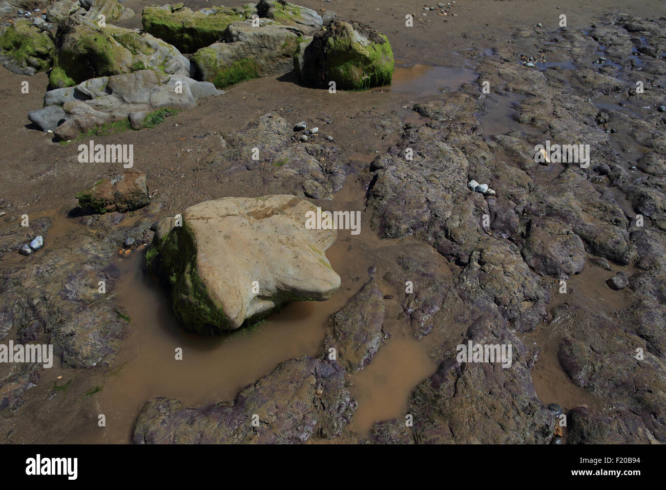 Fossile Iguanodon Dinosaurier Fuß Abgüsse Stockfoto
