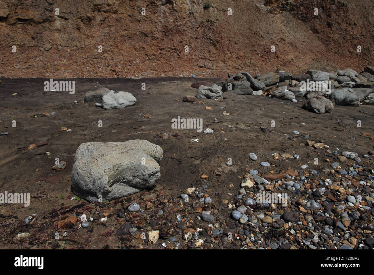 Fossile Iguanodon Dinosaurier Fuß Abgüsse Stockfoto