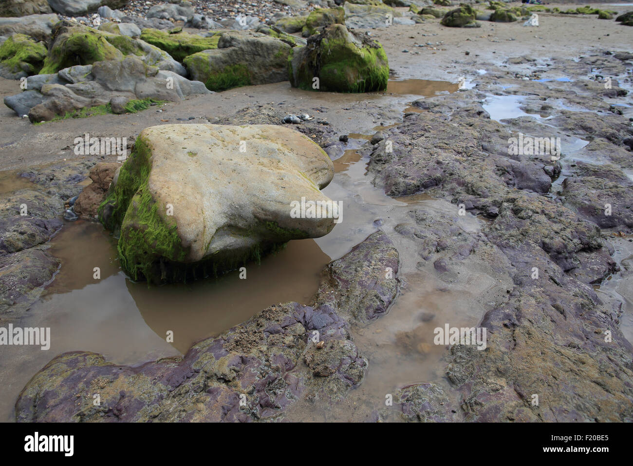 Fossile Iguanodon Dinosaurier Fuß Abgüsse Stockfoto