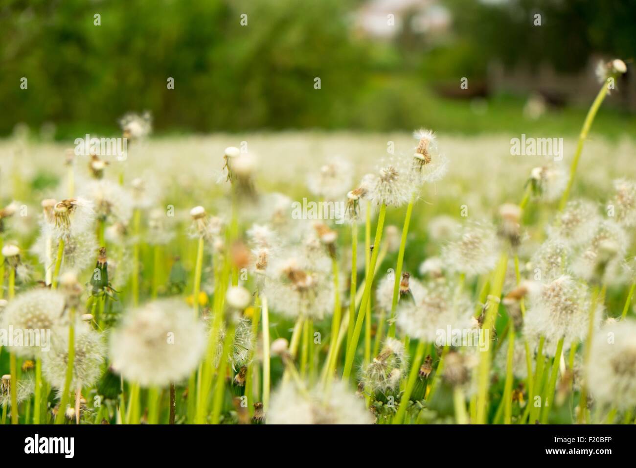 Löwenzahn in Felder, Nahaufnahme Stockfoto