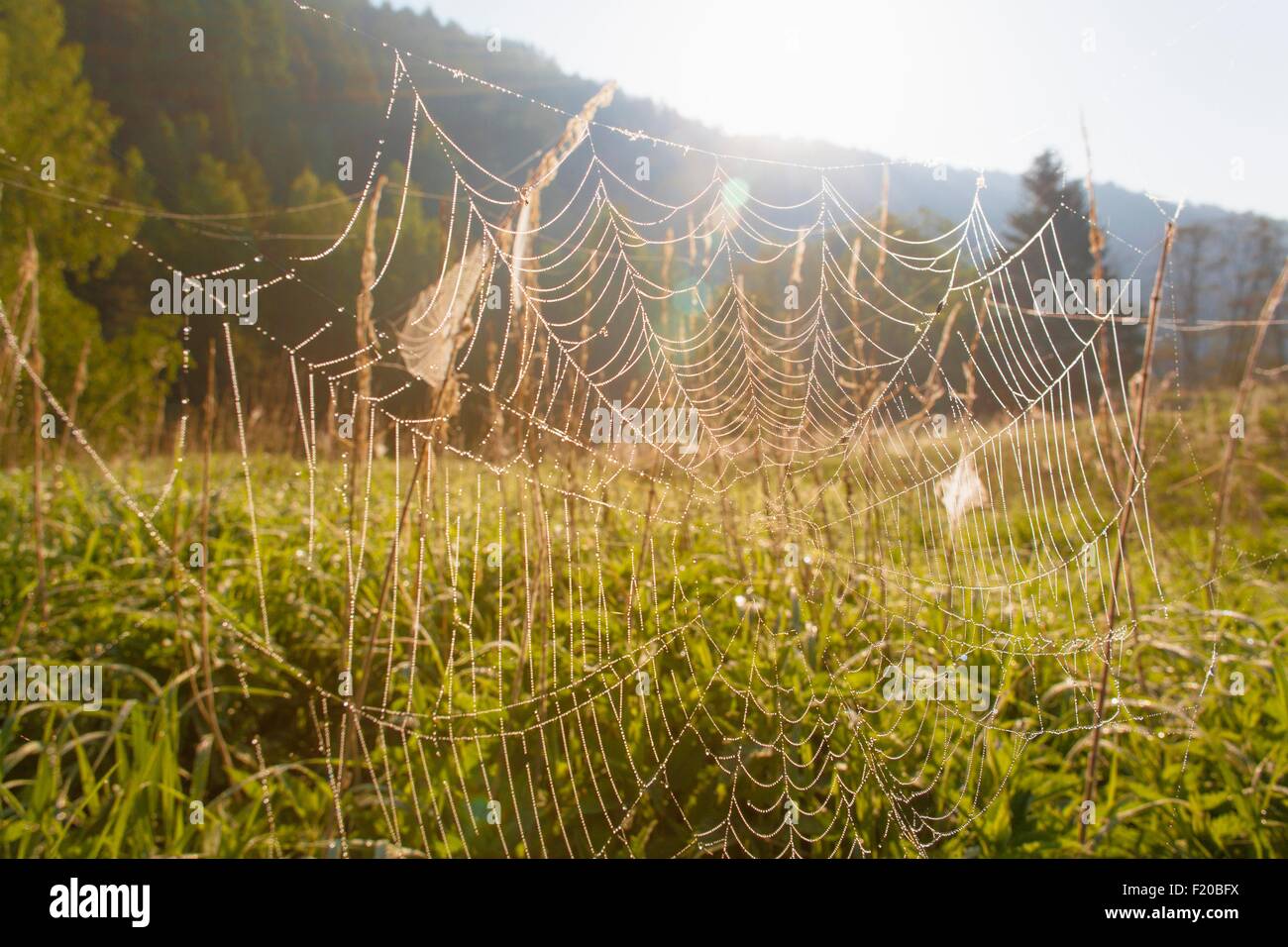 Spinnennetz im Feld, Nahaufnahme Stockfoto