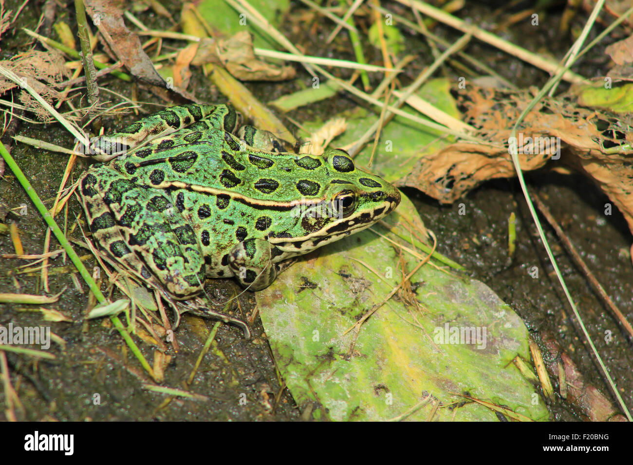 Ein Frosch in einem Sumpf in Morden, Manitoba, Kanada Stockfoto