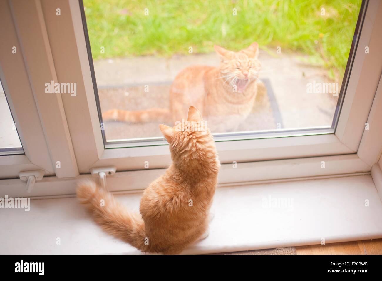 Ingwer-Kater blickte von Fensterbank an einer anderen Ingwer Tom Katze im Garten Stockfoto