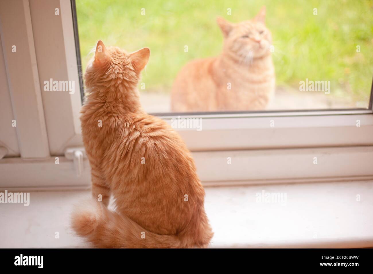 Blick vom Fensterbrett während einer anderen Ingwer Tom Katze in sieht Ingwer-Kater Stockfoto