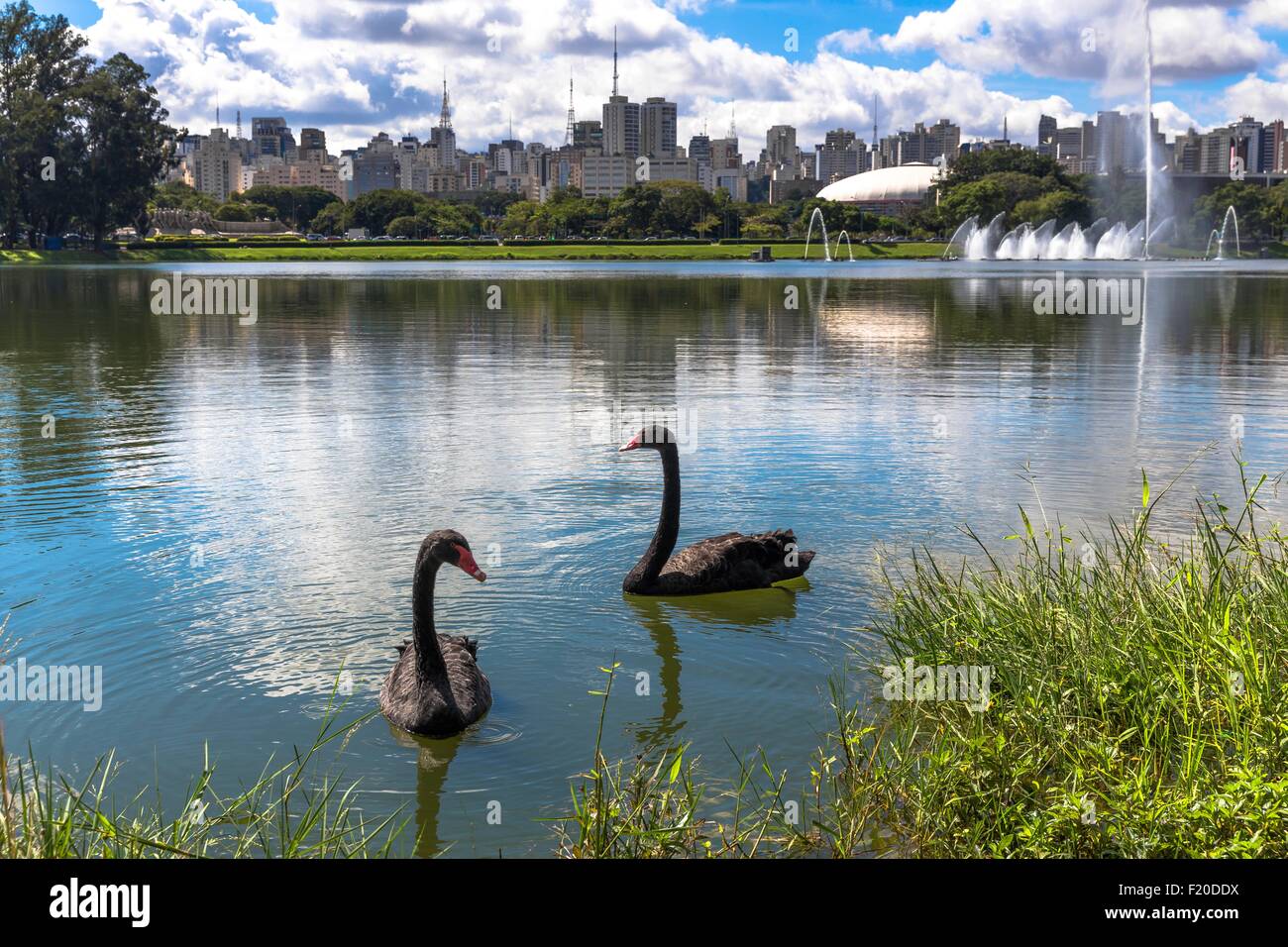 Zwei schwarze Schwäne schwimmen am See im Ibirapuera Park, Sao Paulo, Brasilien Stockfoto