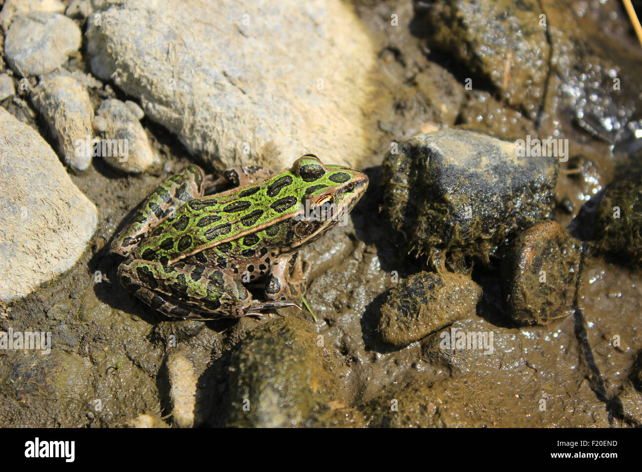 Ein Frosch in einem Sumpf in Morden, Manitoba, Kanada Stockfoto