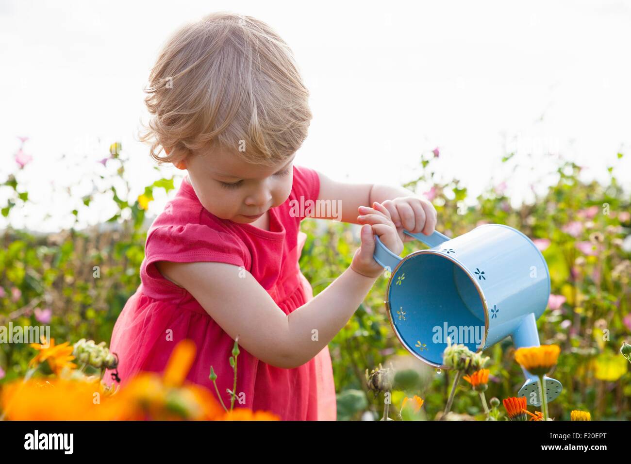 Weiblichen Kleinkind Entleerung Bewässerung kann in Blumenfeld Stockfoto