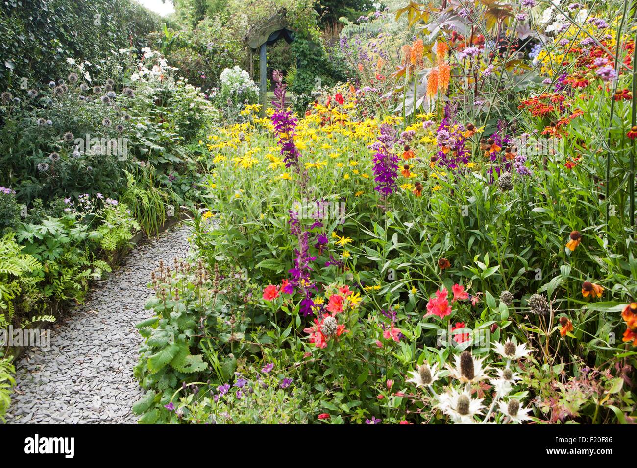 Poppy Bauerngarten auf Roseland Halbinsel in Cornwall Stockfoto