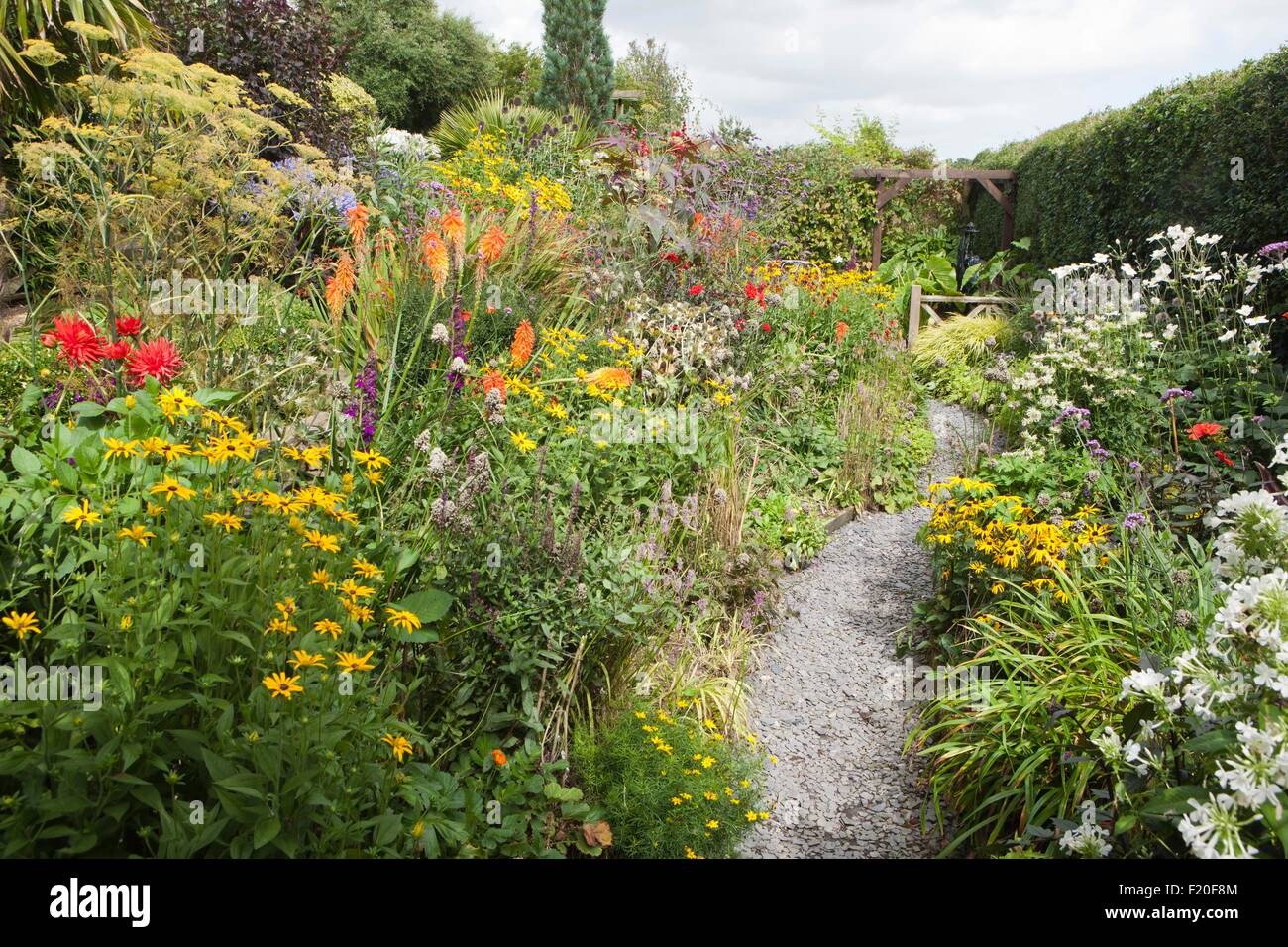 Poppy Bauerngarten auf Roseland Halbinsel in Cornwall Stockfoto