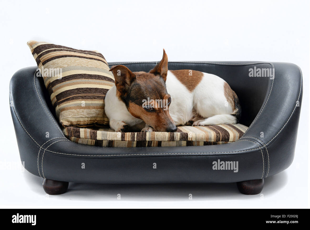Süße Jack-Russell-Terrier liegen ruhig auf Luxus Hundebett, Isolated on White Background Stockfoto